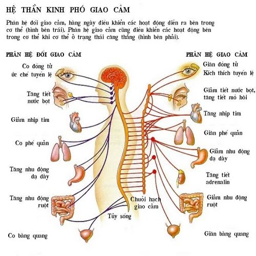 Nguồn ảnh: chualanhbenh.com